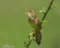 Обыкновенный сверчок фото (Locustella naevia) - изображение №2304 onbird.ru.<br>Источник: www.naturephoto-cz.com
